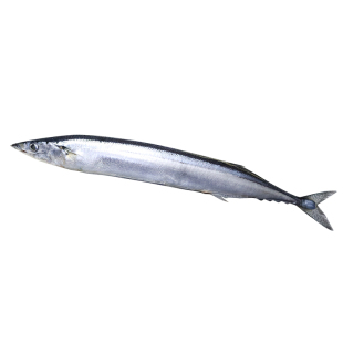 秋刀鱼新鲜冷冻商用整箱特大号烧烤料理海鲜水产鲜活深海鱼4斤装