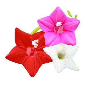 爬藤花卉种籽羽叶茑萝种子夏秋季开花植物庭院阳台盆栽五角星花孑