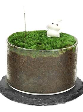 苔藓微景观懒人好养植物生态瓶