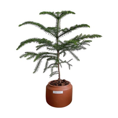 绿植北欧南洋杉盆栽圣诞树植物