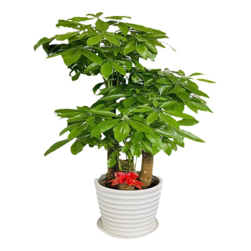 發(fā)財(cái)樹盆栽室內(nèi)好養(yǎng)大型招財(cái)樹綠植物客廳辦公室開業(yè)花卉盆景甲醛