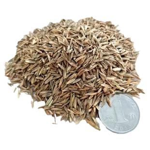 黑麦草种籽四季青多年生耐寒牧草种子鸡鸭牛羊四倍高产黑麦草子种