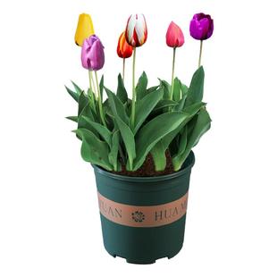 4颗郁金香5度球进口种球土水培耐寒花卉冬季盆栽四季风信子开花