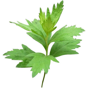 盆栽艾草苗食用种植艾叶艾蒿药用大叶小叶四季苗孑艾草种子种籽艾