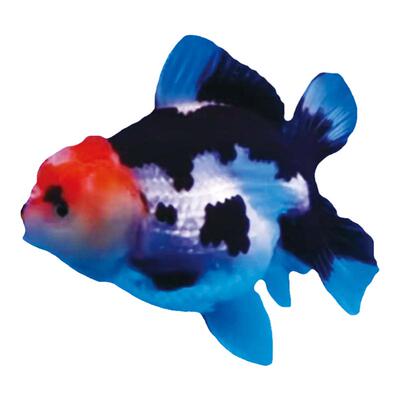 玛丽泰狮渔场直销高端F1耐活好养