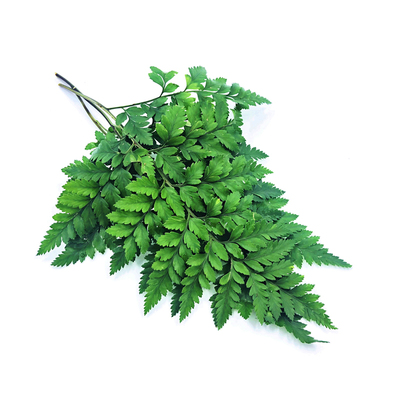 新鲜羊齿叶高山杨子叶芒叶摆盘