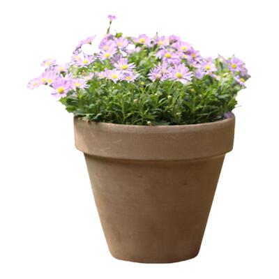 塔莎的花园四季阳台姬小菊盆栽