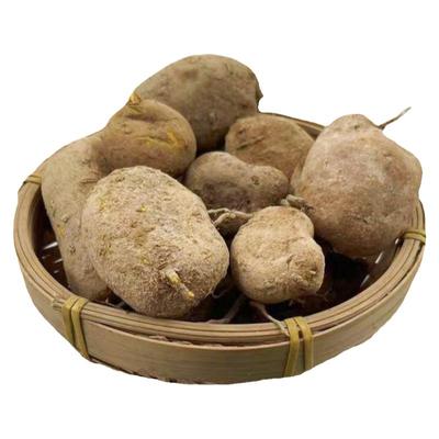 深山新鲜天然地苦胆中药材