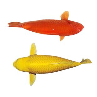 纯种锦鲤鱼红白大正三色黄金白金松叶锦鲤鱼苗好养耐活精品冷水鱼