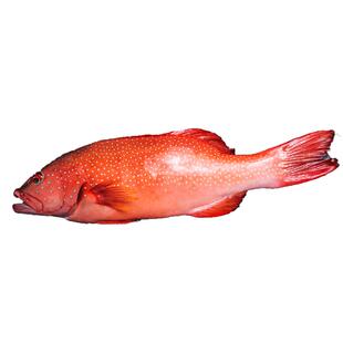 进口红东星斑鲜活冷冻野生东星斑石斑鱼海鲜水产新鲜燕尾冰鲜斑鱼