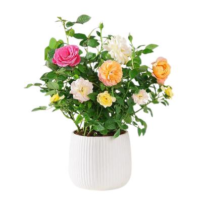 云南混色玫瑰花盆栽四季好养月季
