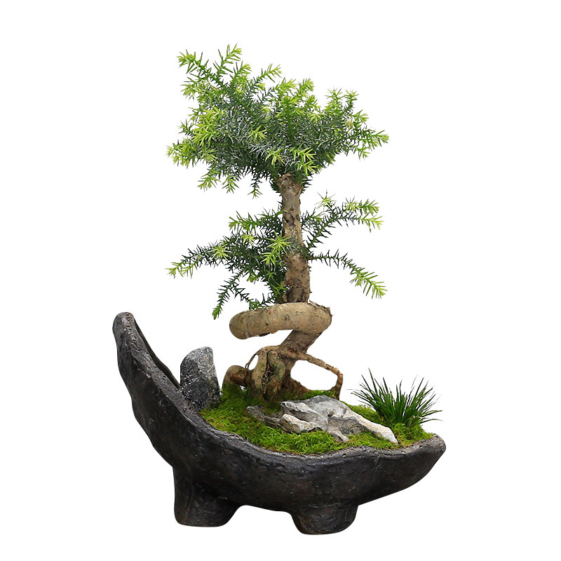 造型老桩澳洲杉盆景四季常青