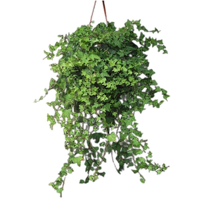 日本雪莹常春藤盆栽室内阳台庭院四季常绿吸甲醛净化空气垂吊藤蔓