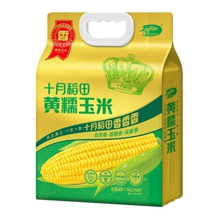 十月稻田粗粮轻食黄糯玉米香甜糯棒香甜糯东北黏拉丝苞米早餐食材