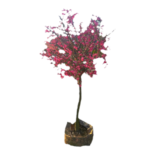 耐寒红梅花树苗地栽庭院浓香型四季花卉植物骨里红梅腊梅绿梅室外