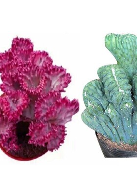 猪猪园艺多肉植物彩盆栽绿花卉