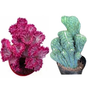 多肉植物彩麒麟盆栽【种植好包装不会坏】玉麒麟绿植花卉仙人掌