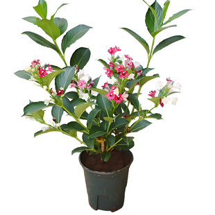 五彩锦带花树苗庭院盆栽地栽花卉苗木红王子锦带花苗绿化植物四季