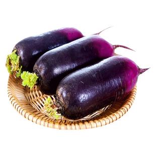 山东新鲜冰淇淋萝卜即食甜脆生吃水果罗卜农产品蔬菜冰激凌紫皮