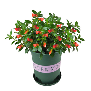 福建龙岩红色花金鱼吊兰带花苞盆栽阳台植物室内金鱼草花卉四季开