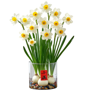 漳州水仙花盆栽办公室内桌面工位净化空气水培绿植物年宵花卉盆景