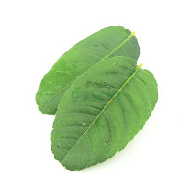 新鲜柠檬叶泰式食材鱼生切丝配料