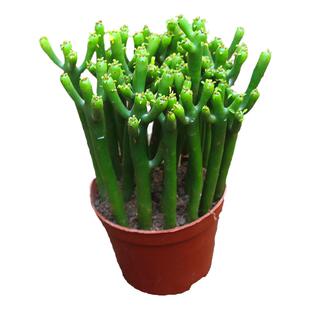 光棍树多肉植物绿珊瑚带盆栽好度夏新手肉肉办公室内花卉盆景盆栽