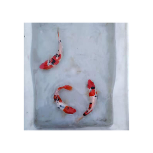 观赏鱼饲料通用金鱼锦鲤鱼食颗粒草金鱼饲料小颗粒上浮鱼食不浑水