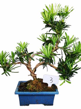 绿植小叶罗汉松一拍一物