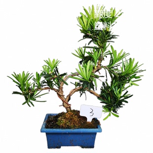小品绿植原生小叶罗汉松盆景盆栽江浙雀舌罗汉松一拍一物