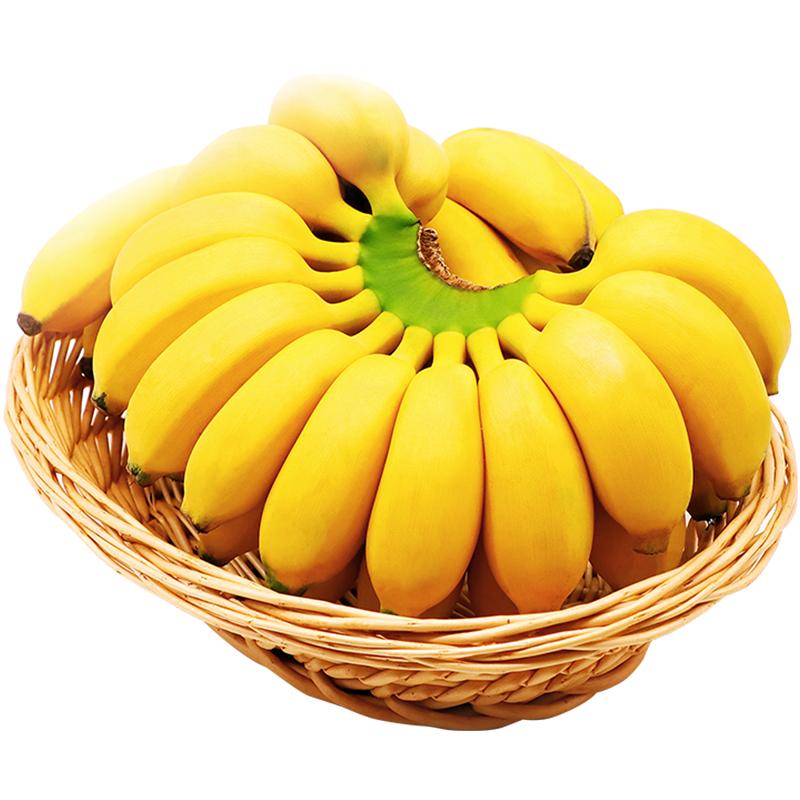【廣西小米蕉熱賣(mài)榜】現(xiàn)摘自然熟