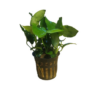 淡水小水榕巴榕黄金榕迷你辣椒榕鱼缸中前景阴性红河根底椒草水草