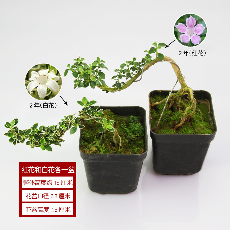 六月雪盆景植物提根老桩稀有造型室内桌面微观绿植小盆栽真花摆件