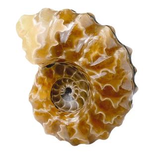 天然古生物羊角螺化石玉化海螺菊石矿石标本石头科普奇石手把玩件