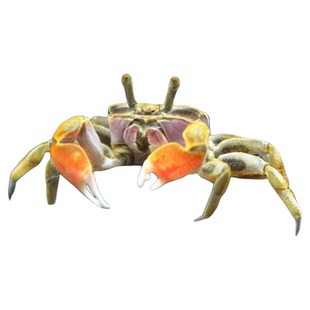 迷你辣椒蟹鱼缸观赏宠物小螃蟹好家养淡水净化除藻鲜活体混养