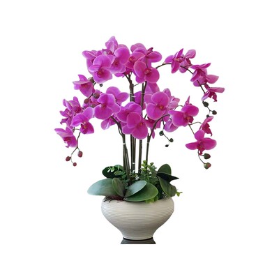 蝴蝶兰大号盆栽双花剑好养