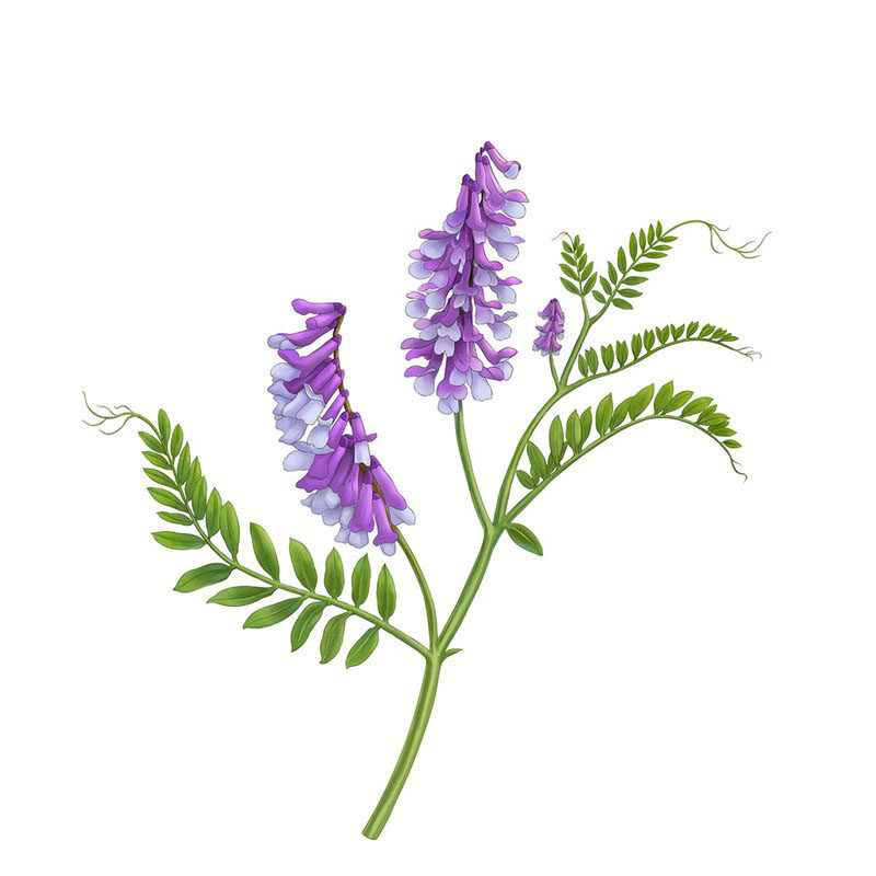 光叶紫花苕种子果园绿肥种籽毛苕子长柔毛野豌豆牧草种子耐寒蜜源