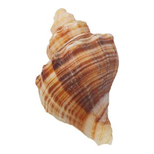 天然贝壳海螺海螺贝壳手工diy装饰品卷贝鱼寄居蟹壳鱼缸造景珊瑚