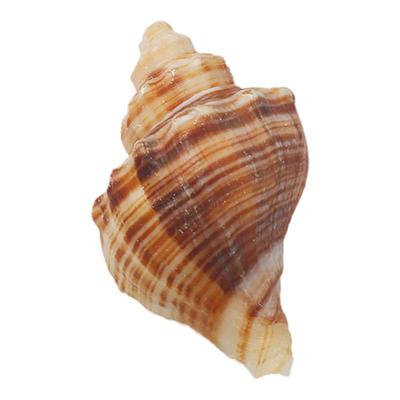 天然贝壳海螺海螺贝壳