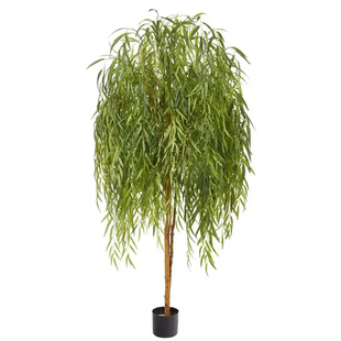 垂柳树苗黄金柳青柳直柳园林绿化苗木植株庭院盆栽地栽观赏绿植