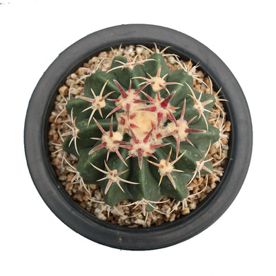 凌波仙人球开花红刺硬趣味