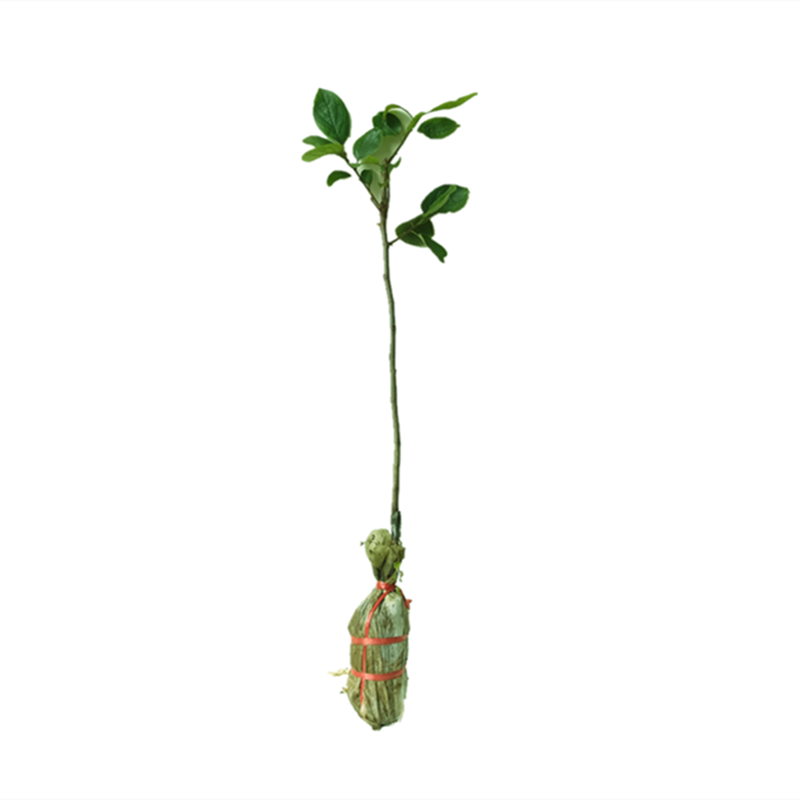 新品种特香紫玉小叶番石榴树苗
