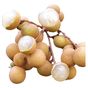 龙眼树苖嫁接盆栽水果树苗储良桂圆石硖南方四季种植地栽当年结果