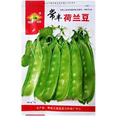 荷兰豆种子四季蔬菜常丰