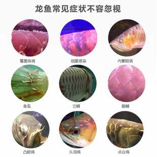 仟湖傲深5号龙鱼预防立鳞水霉内外寄生虫硝化细菌鱼缸净水维他命