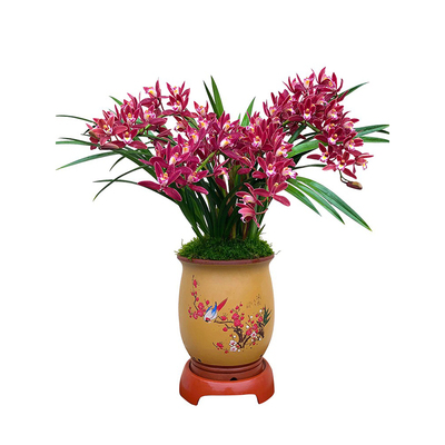 墨兰兰花盆栽带花苞建兰四季好养