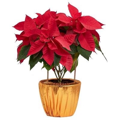 一品红盆栽圣诞花节日真鲜花
