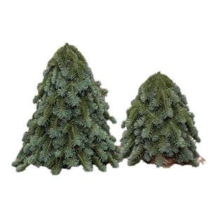 圣诞新款mini诺贝松圣诞树客厅民宿桌面摆件手工DIY氛围感装饰品