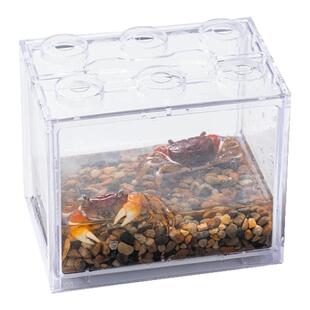 叮咚套餐办公桌微景观迷你宠物辣椒蟹相手蟹小朋友同款好养宠物蟹