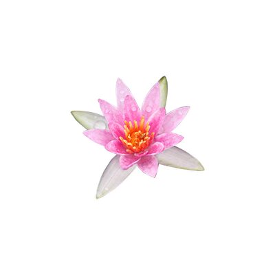 菱角秧苗种植水生植物蔬菜果实